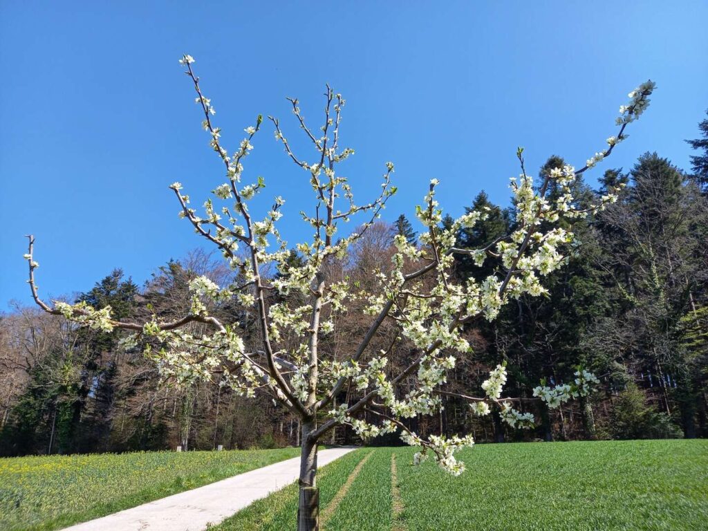 Obstbaum in Blüte