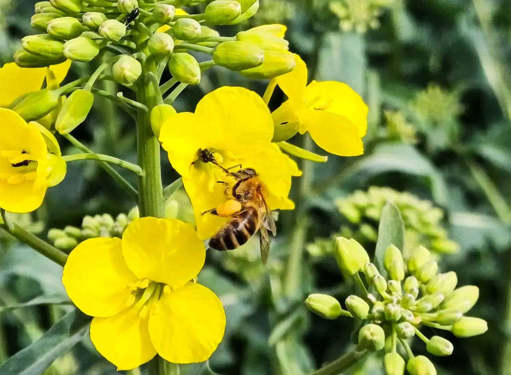 Biene an Blüte