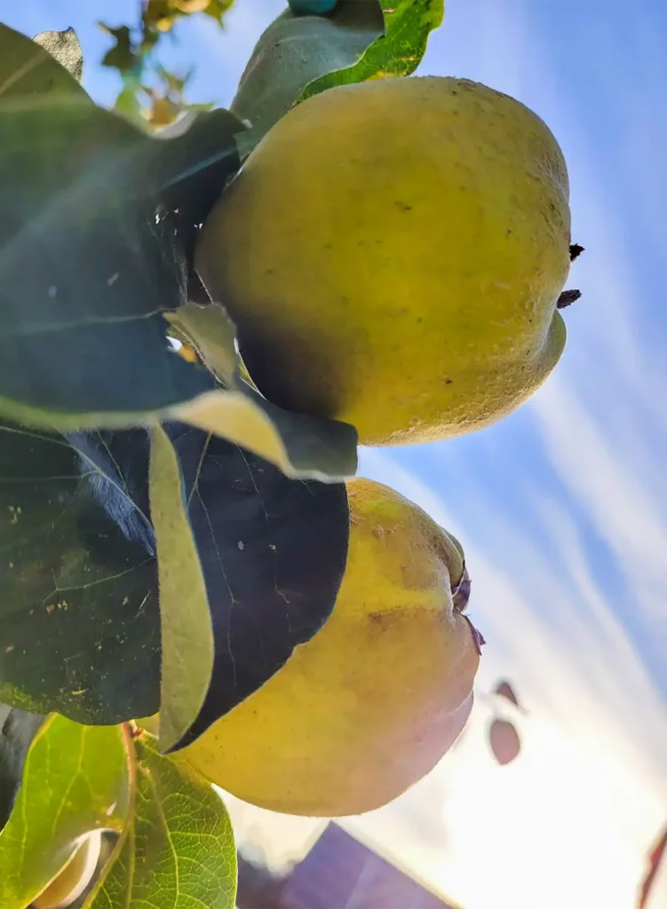 Früchte am Baum