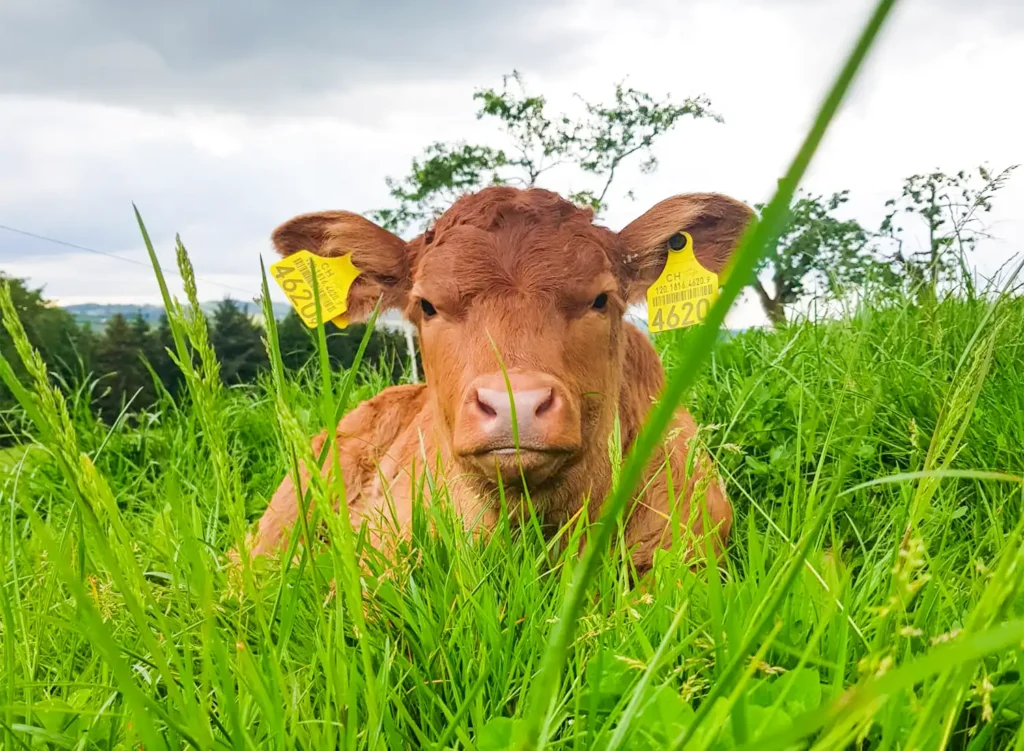 Kalb auf Wiese