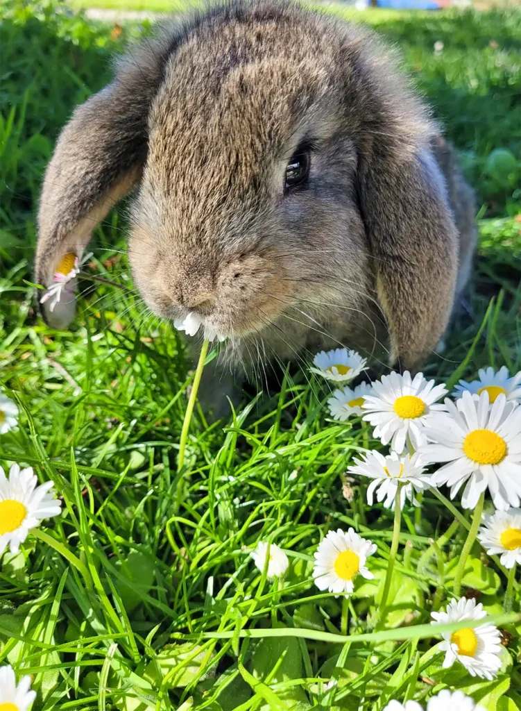 Kaninchen auf Wiese