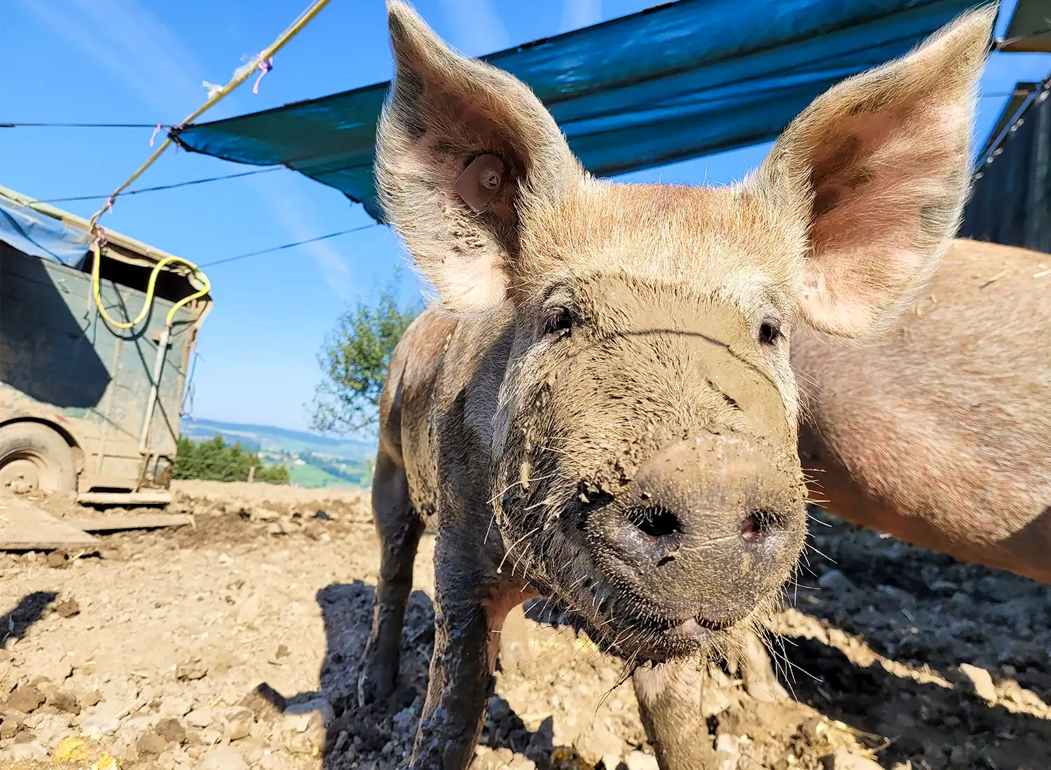 Schwein draussen