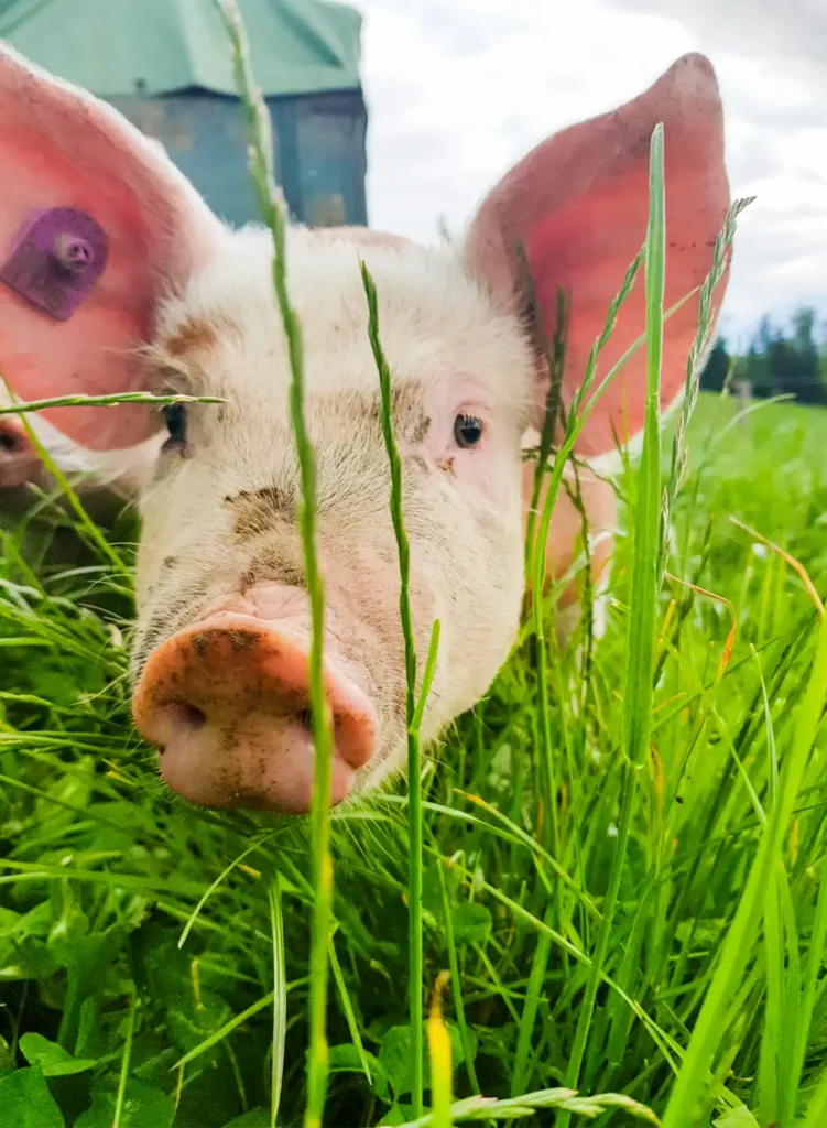 Schwein auf der Wiese